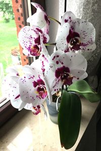 Orchidee weiß/lila