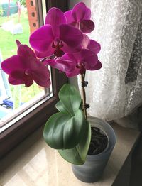 Orchide lila