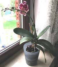 Orchidee dunkelrot/weiß